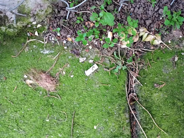 Contaminación Basura Colillas Tóxicas Lanzadas Suelo Problema Peligro Para Los — Foto de Stock