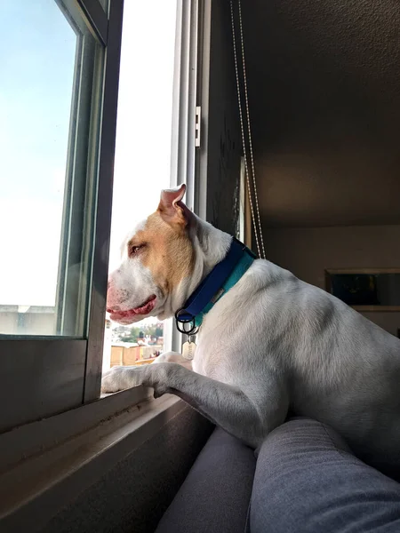 Perro Blanco Con Manchas Marrones Chismoso Pitbull Inclinado Por Ventana — Foto de Stock