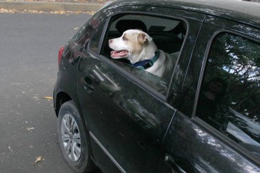 Arabanın camından sarkan beyaz pitbull köpeğini aldığın için trafik cezası. Hayvanların sürücüyü kötü güvenlik nedeniyle engellemesini yasaklayan yönetmeliklerle yeni trafik kuralları