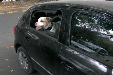 Arabanın camından sarkan beyaz pitbull köpeğini aldığın için trafik cezası. Hayvanların sürücüyü kötü güvenlik nedeniyle engellemesini yasaklayan yönetmeliklerle yeni trafik kuralları