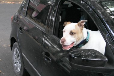 Arabanın camından sarkan beyaz pitbull köpeğini aldığın için trafik cezası. Hayvanların sürücüyü kötü güvenlik nedeniyle engellemesini yasaklayan yönetmeliklerle yeni trafik kuralları