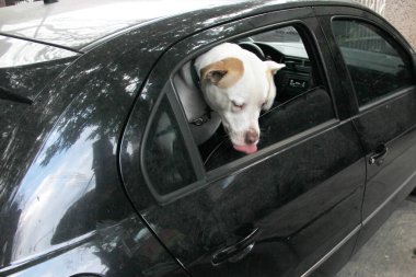 Arabanın camından sarkan beyaz pitbull köpeğini aldığın için trafik cezası. Hayvanların sürücüyü kötü güvenlik nedeniyle engellemesini yasaklayan yönetmeliklerle yeni trafik kuralları