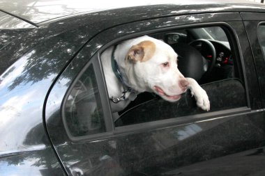 Arabanın camından sarkan beyaz pitbull köpeğini aldığın için trafik cezası. Hayvanların sürücüyü kötü güvenlik nedeniyle engellemesini yasaklayan yönetmeliklerle yeni trafik kuralları