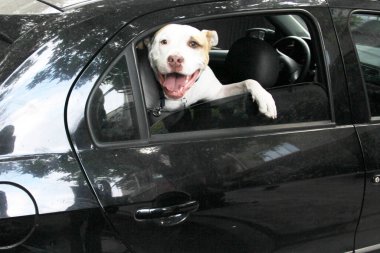 Arabanın camından sarkan beyaz pitbull köpeğini aldığın için trafik cezası. Hayvanların sürücüyü kötü güvenlik nedeniyle engellemesini yasaklayan yönetmeliklerle yeni trafik kuralları