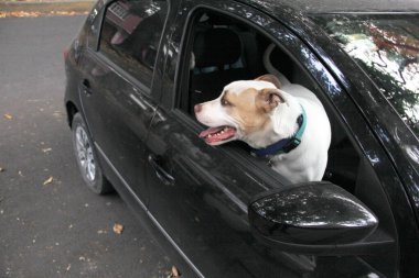 Arabanın camından sarkan beyaz pitbull köpeğini aldığın için trafik cezası. Hayvanların sürücüyü kötü güvenlik nedeniyle engellemesini yasaklayan yönetmeliklerle yeni trafik kuralları