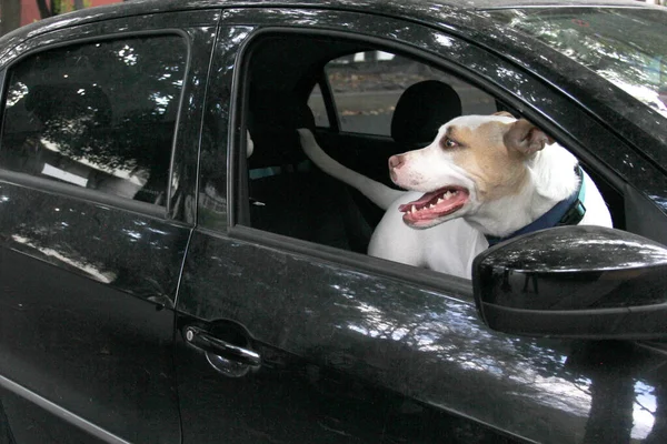 車の窓の外にもたれてあなたの白い丸い犬を取るための交通チケット ペットが貧しい安全のために運転者を妨げることを禁止する規制との新しい交通規制 — ストック写真