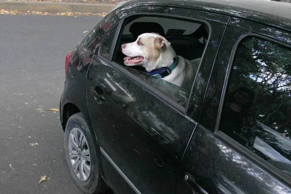 Traffic ticket for taking your white pitbull dog leaning out the car window. New traffic regulations with the regulations that prohibit pets from hindering the driver for poor safety