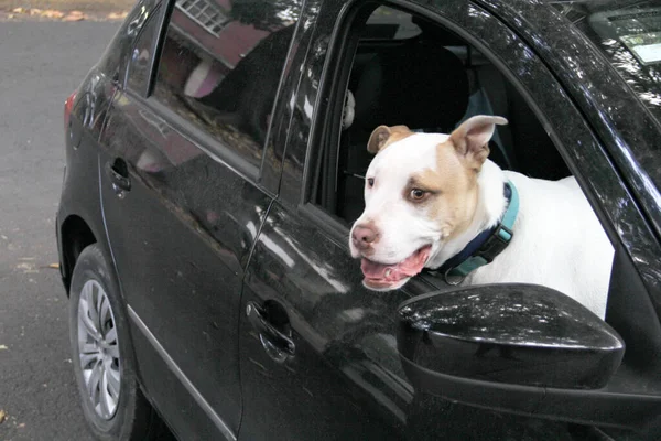 Traffic Ticket Taking Your White Pitbull Dog Leaning Out Car — Fotografia de Stock