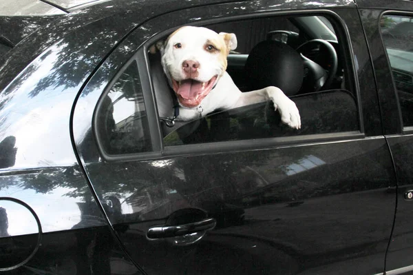 車の窓の外にもたれてあなたの白い丸い犬を取るための交通チケット ペットが貧しい安全のために運転者を妨げることを禁止する規制との新しい交通規制 — ストック写真