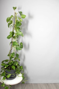 Ev ya da ofis içi telefon santrali. Gölgede Pothos ya da Pothos olarak da bilinen gri bir tencerede ve beyaz bir duvarda bulunan minimalist tasarım.