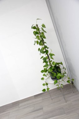 Ev ya da ofis içi telefon santrali. Gölgede Pothos ya da Pothos olarak da bilinen gri bir tencerede ve beyaz bir duvarda bulunan minimalist tasarım.