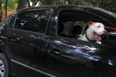 Arabanın camından sarkan beyaz pitbull köpeğini aldığın için trafik cezası. Hayvanların sürücüyü kötü güvenlik nedeniyle engellemesini yasaklayan yönetmeliklerle yeni trafik kuralları