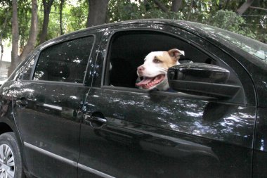 Arabanın camından sarkan beyaz pitbull köpeğini aldığın için trafik cezası. Hayvanların sürücüyü kötü güvenlik nedeniyle engellemesini yasaklayan yönetmeliklerle yeni trafik kuralları