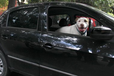 Arabanın camından sarkan beyaz pitbull köpeğini aldığın için trafik cezası. Hayvanların sürücüyü kötü güvenlik nedeniyle engellemesini yasaklayan yönetmeliklerle yeni trafik kuralları