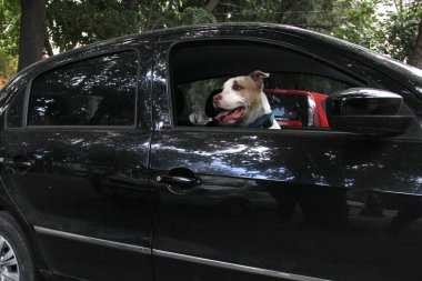 Arabanın camından sarkan beyaz pitbull köpeğini aldığın için trafik cezası. Hayvanların sürücüyü kötü güvenlik nedeniyle engellemesini yasaklayan yönetmeliklerle yeni trafik kuralları