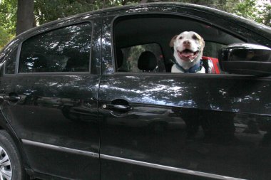 Arabanın camından sarkan beyaz pitbull köpeğini aldığın için trafik cezası. Hayvanların sürücüyü kötü güvenlik nedeniyle engellemesini yasaklayan yönetmeliklerle yeni trafik kuralları