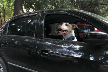 Arabanın camından sarkan beyaz pitbull köpeğini aldığın için trafik cezası. Hayvanların sürücüyü kötü güvenlik nedeniyle engellemesini yasaklayan yönetmeliklerle yeni trafik kuralları