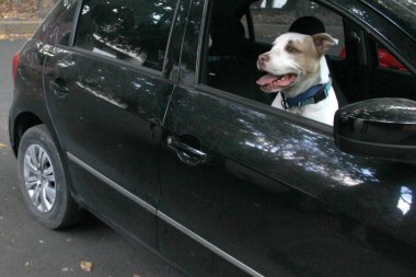 Arabanın camından sarkan beyaz pitbull köpeğini aldığın için trafik cezası. Hayvanların sürücüyü kötü güvenlik nedeniyle engellemesini yasaklayan yönetmeliklerle yeni trafik kuralları