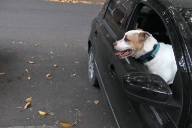 Arabanın camından sarkan beyaz pitbull köpeğini aldığın için trafik cezası. Hayvanların sürücüyü kötü güvenlik nedeniyle engellemesini yasaklayan yönetmeliklerle yeni trafik kuralları