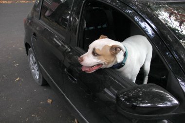 Arabanın camından sarkan beyaz pitbull köpeğini aldığın için trafik cezası. Hayvanların sürücüyü kötü güvenlik nedeniyle engellemesini yasaklayan yönetmeliklerle yeni trafik kuralları