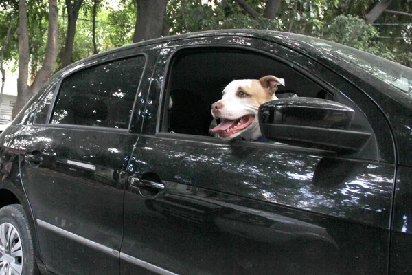 Arabanın camından sarkan beyaz pitbull köpeğini aldığın için trafik cezası. Hayvanların sürücüyü kötü güvenlik nedeniyle engellemesini yasaklayan yönetmeliklerle yeni trafik kuralları