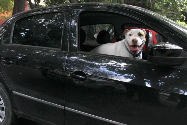 Traffic Ticket Taking Your White Pitbull Dog Leaning Out Car — Fotografia de Stock