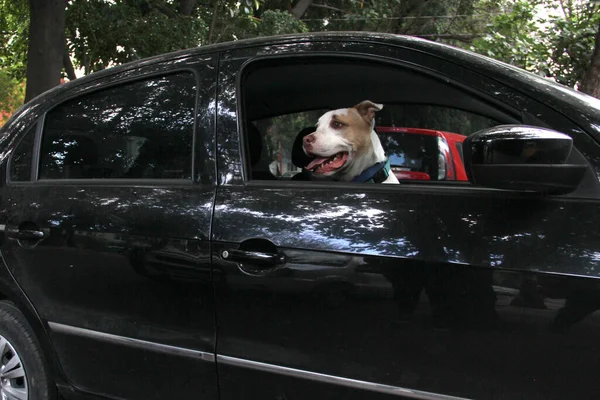 Arabanın camından sarkan beyaz pitbull köpeğini aldığın için trafik cezası. Hayvanların sürücüyü kötü güvenlik nedeniyle engellemesini yasaklayan yönetmeliklerle yeni trafik kuralları