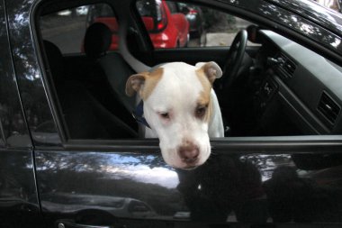 Beyaz pitbull köpeği güneşin altındaki bir arabada yalnız başına bırakılmış ve kilitlenmiş. Isı ve oksijen yetersizliğinden boğulma tehlikesiyle karşı karşıya.