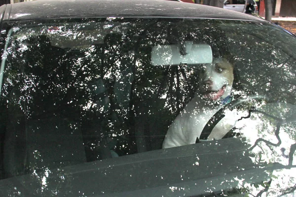 White pitbull dog alone abandoned and locked in a car under the sun with risk and danger of dying of suffocation due to heat and lack of oxygen