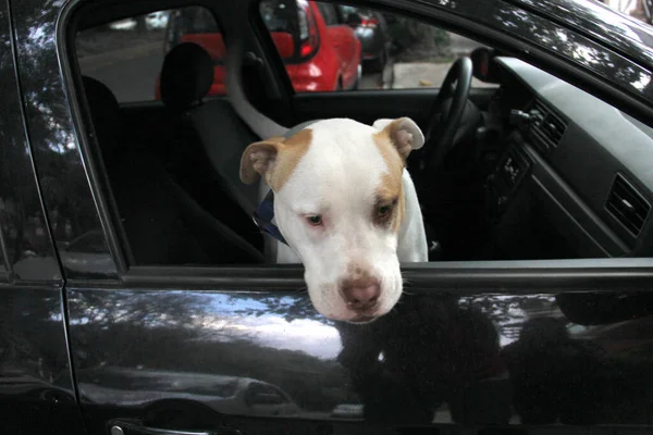 Beyaz pitbull köpeği güneşin altındaki bir arabada yalnız başına bırakılmış ve kilitlenmiş. Isı ve oksijen yetersizliğinden boğulma tehlikesiyle karşı karşıya.