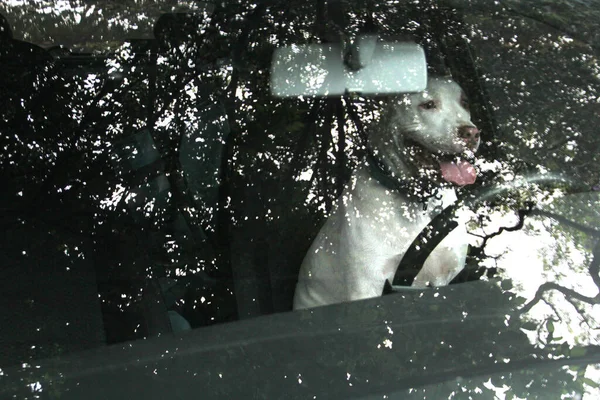 White Pitbull Dog Alone Abandoned Locked Car Sun Risk Danger — ストック写真