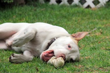 Kahverengi noktalı beyaz pitbull köpeği bahçede bir kemikle oynuyor.