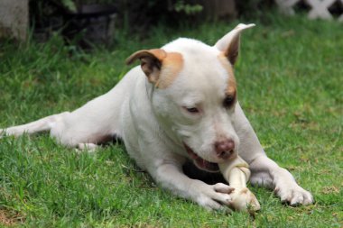 Kahverengi noktalı beyaz pitbull köpeği bahçede bir kemikle oynuyor.