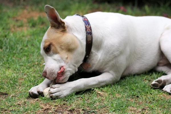 白い丸い犬と茶色の斑点が庭で骨と遊ぶ — ストック写真