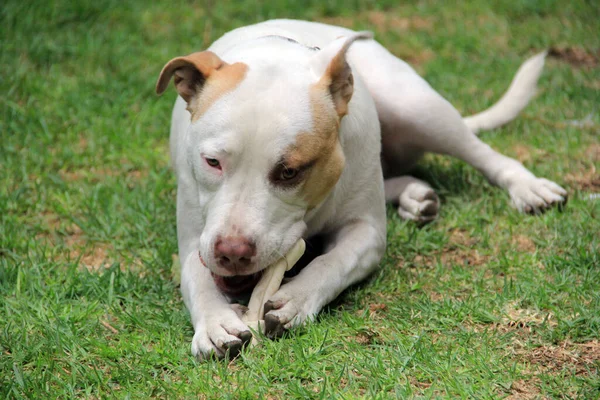 Bílý Pitbull Pes Hnědou Skvrnou Hrající Kostí Zahradě — Stock fotografie