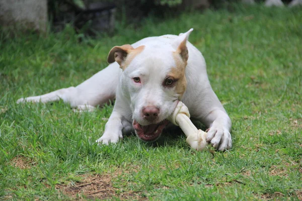 白い丸い犬と茶色の斑点が庭で骨と遊ぶ — ストック写真