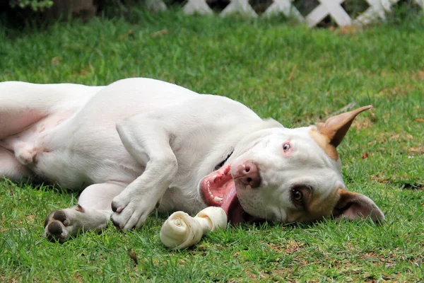 Bílý Pitbull Pes Hnědou Skvrnou Hrající Kostí Zahradě — Stock fotografie