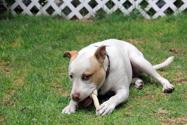 白い丸い犬と茶色の斑点が庭で骨と遊ぶ — ストック写真