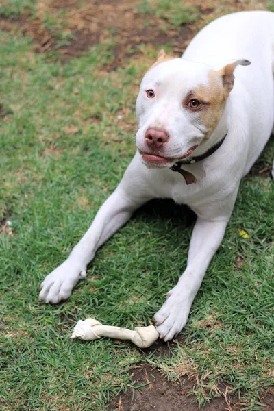 白い丸い犬と茶色の斑点が庭で骨と遊ぶ — ストック写真