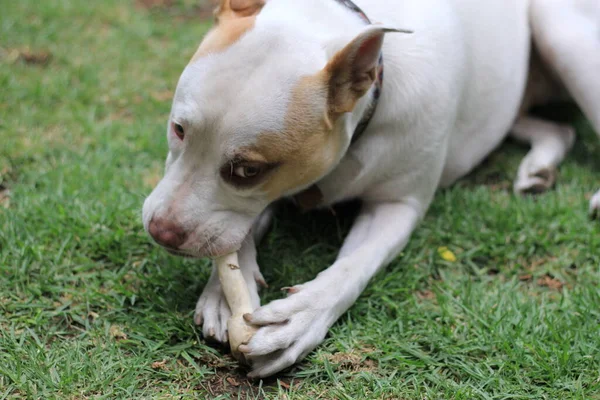 白い丸い犬と茶色の斑点が庭で骨と遊ぶ — ストック写真