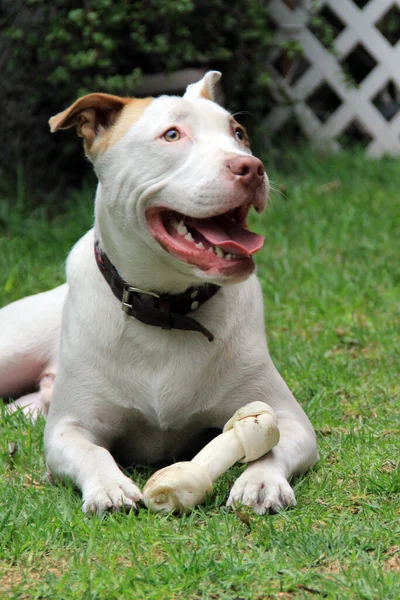Bílý Pitbull Pes Hnědou Skvrnou Hrající Kostí Zahradě — Stock fotografie