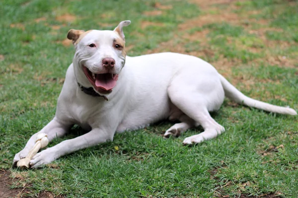 White Pitbull Dog Brown Spot Playing Bone Garden — Stock Photo, Image