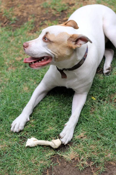 白い丸い犬と茶色の斑点が庭で骨と遊ぶ — ストック写真