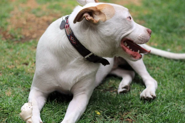 Anjing Pitbull Putih Dengan Noda Coklat Bermain Dengan Tulang Kebun — Stok Foto