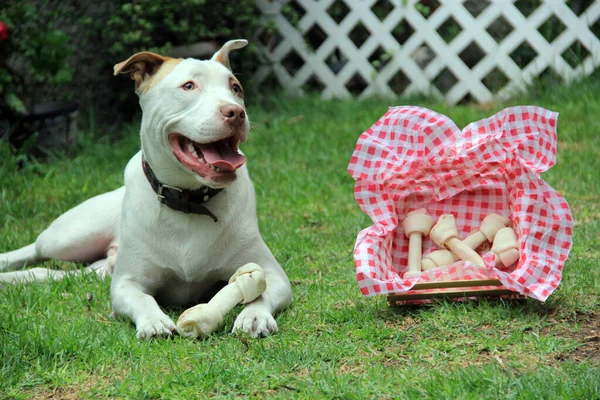 白い丸い犬と茶色の斑点が庭で骨と遊ぶ — ストック写真