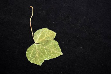 Kuru yeşil ağaç yaprakları romantik bir mesaj ya da siyah arkaplan üzerine motive edici bir ifade için bir kitap tarafından ezildi