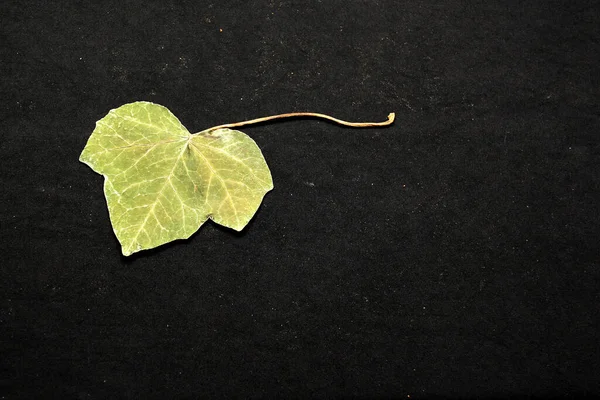 Dry green tree leaves crushed by a book for a romantic message or motivational phrase on black background