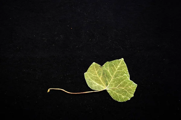 Dry green tree leaves crushed by a book for a romantic message or motivational phrase on black background