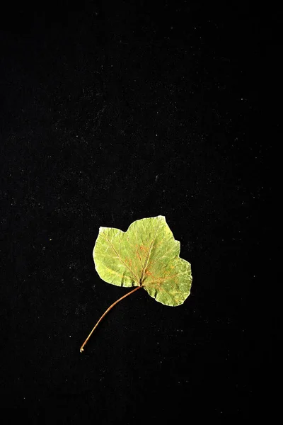 Dry green tree leaves crushed by a book for a romantic message or motivational phrase on black background