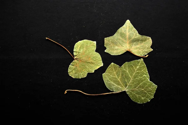 Dry green tree leaves crushed by a book for a romantic message or motivational phrase on black background